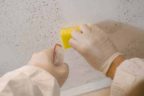 How to Remove Mold & Mildew in Commercial Facilities